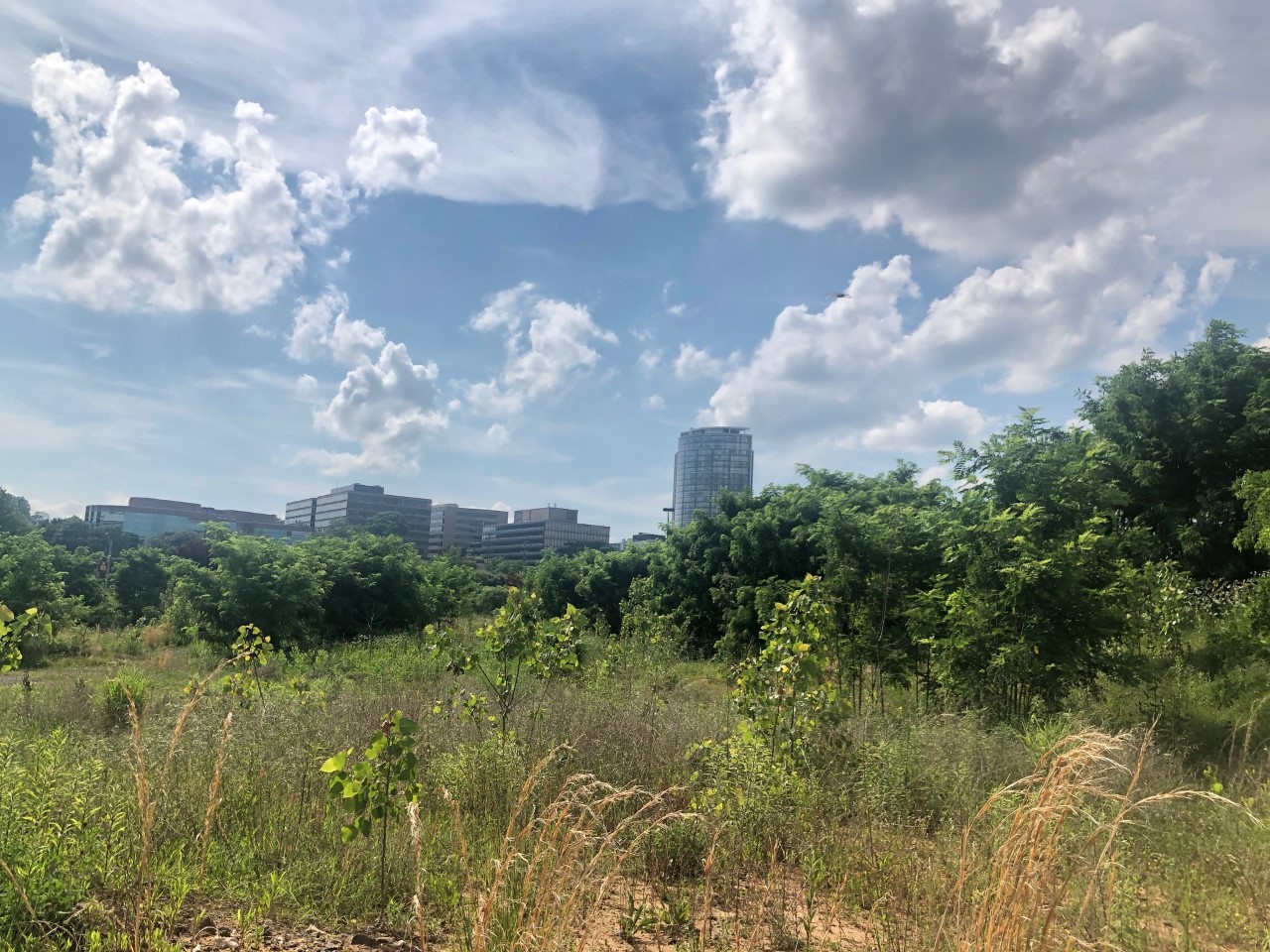 Invasive plant exhibit to open at former White Flint Mall site